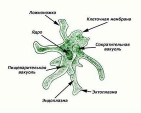 Вероятность самозарождения жизни. Наука или вера?